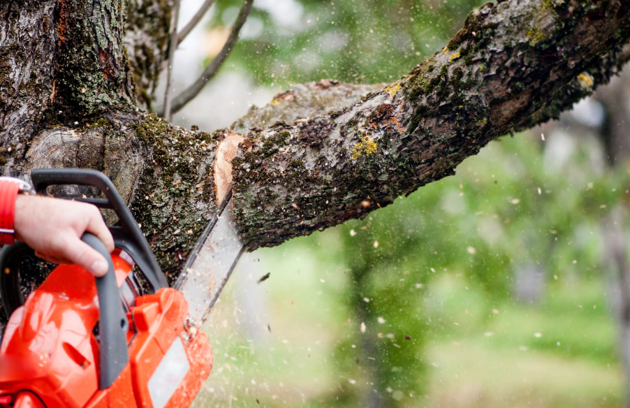 tree removal services baraboo wi