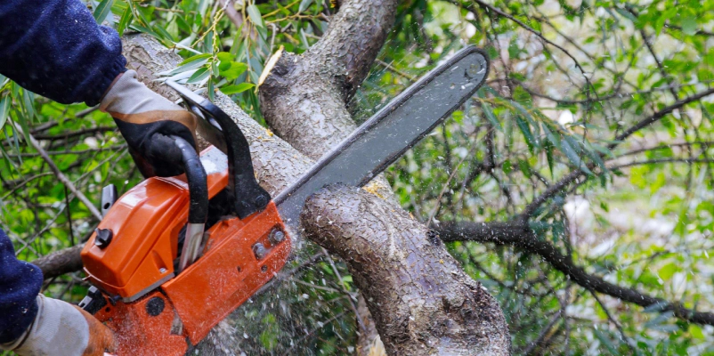 tree removal services middleton wi
