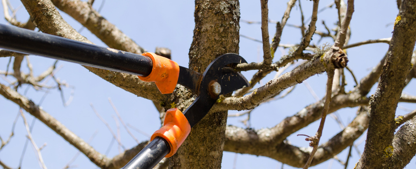 tree trimming services middleton wi
